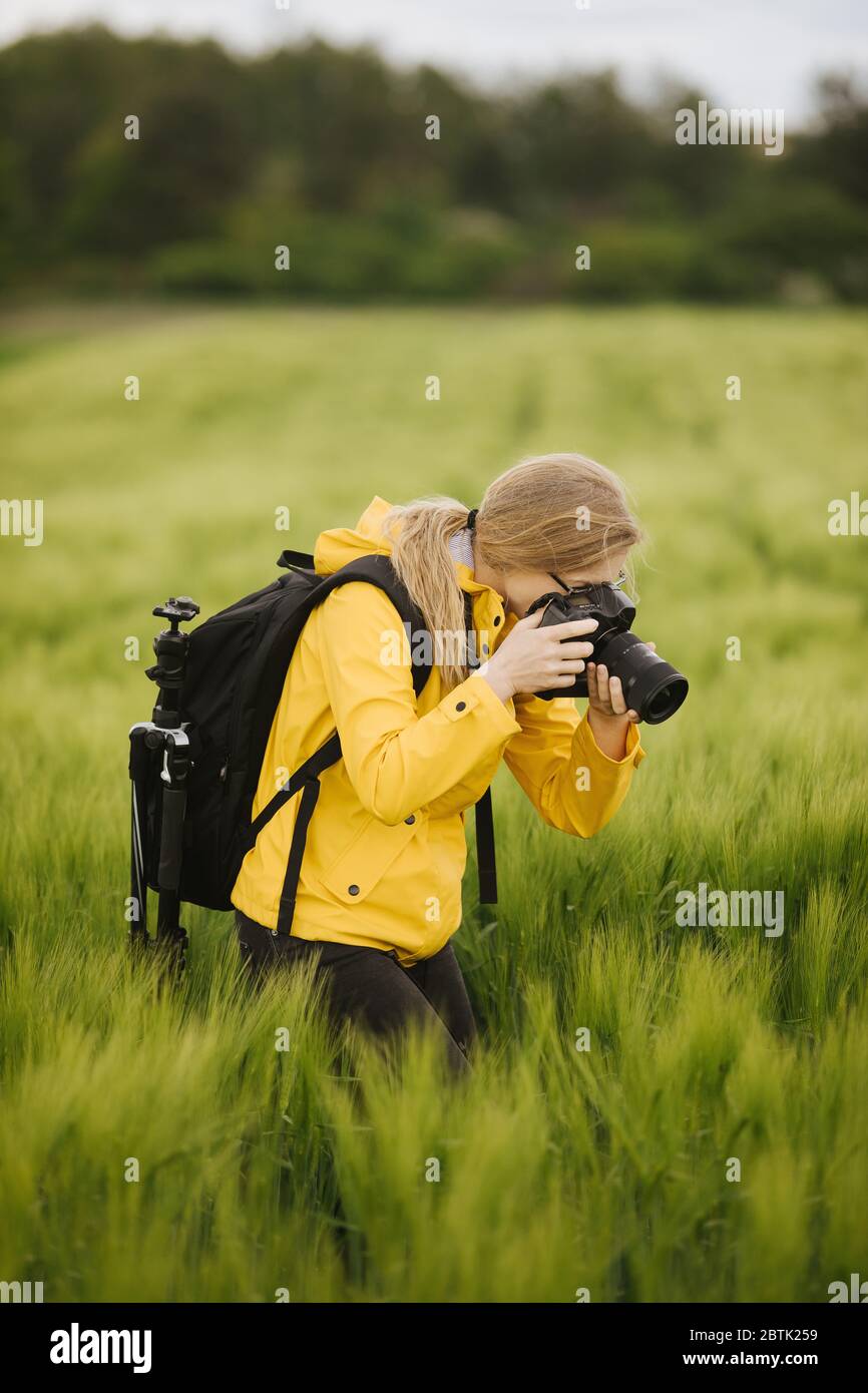 Fotógrafa femenina haciendo fotos de orejas de trigo Foto de stock