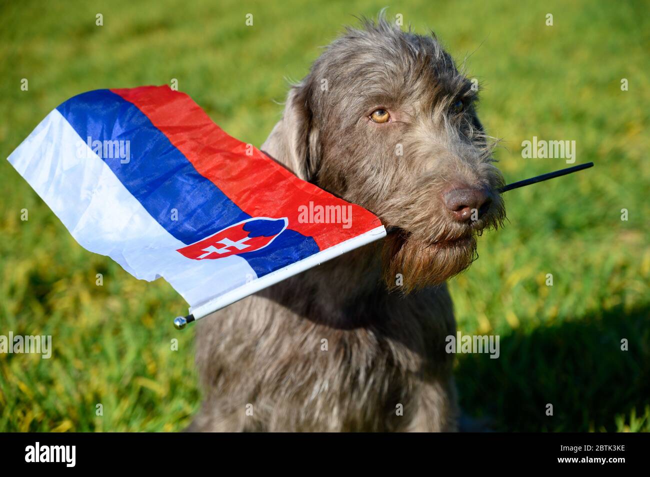 Perro de pelo gris en la hierba que sostiene la bandera eslovaca. El perro  es de la raza: Eslovacos de pelo áspero puntero o eslovacos de pelo pelado  Griffon apuntando Fotografía de