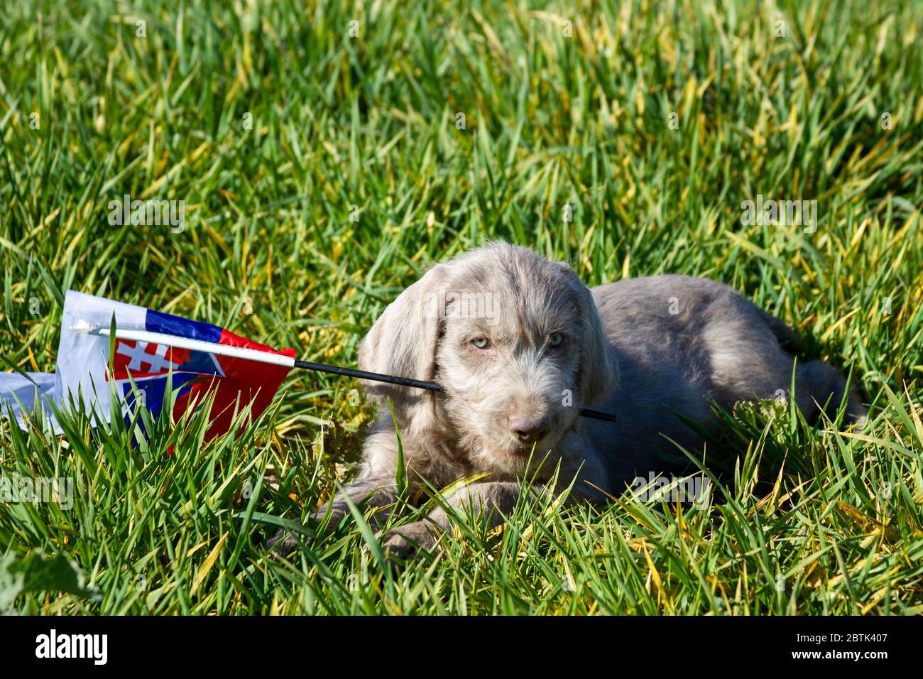Cachorros de pelo gris en la hierba que sostiene la bandera eslovaca. Los cachorros son de la raza: Eslovacos de pelo áspero puntero. Foto de stock