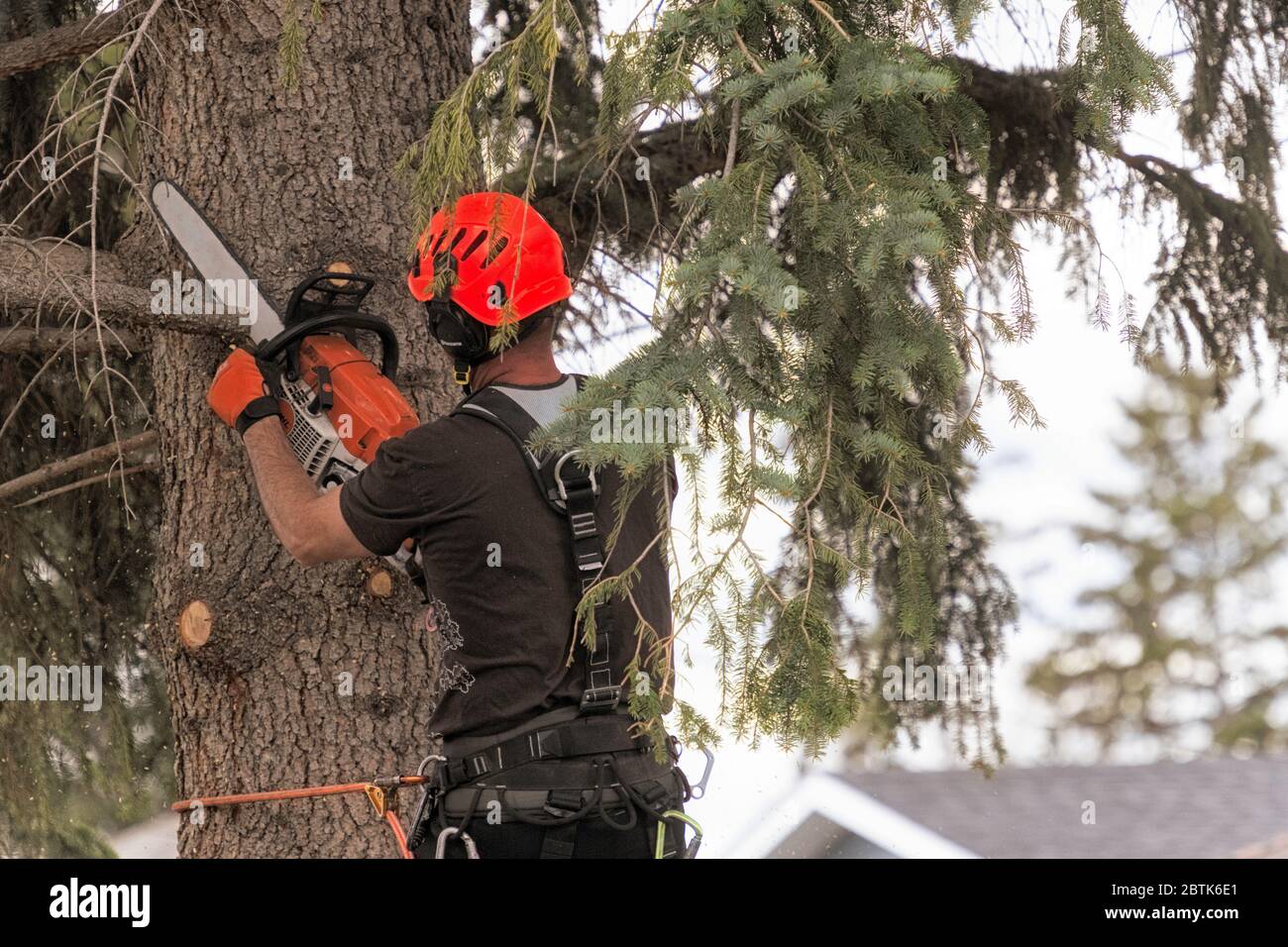 Un arborista cortando ramas de un abeto (abeto) preparándose para cortar el árbol entero Foto de stock