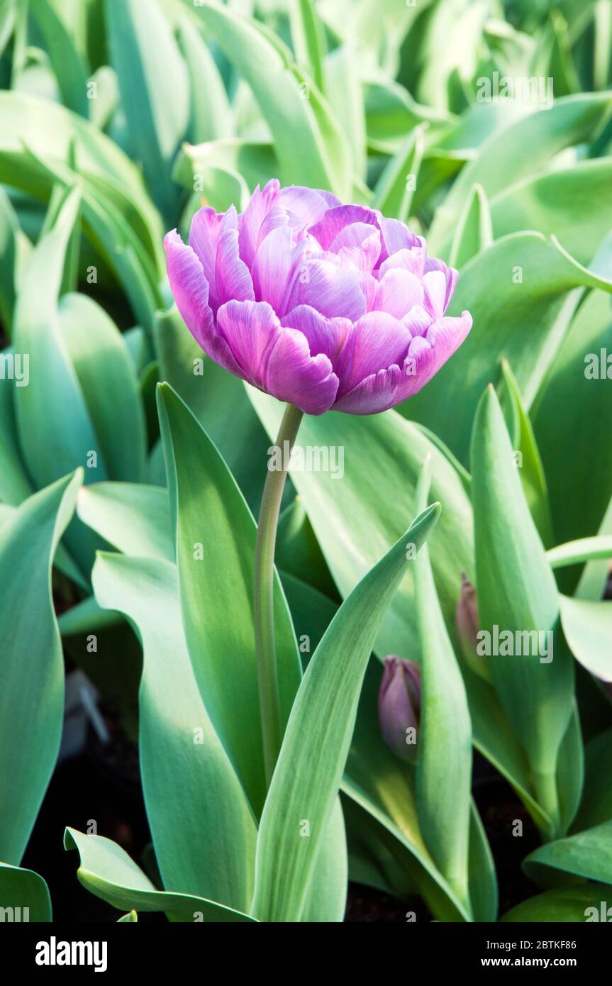 Tulipa Diamante Azul. Un tulipán de color púrpura y de color pedregoso que florece a finales de la primavera y principios del verano. .un tulipán doble de flujo tardío del grupo de división 11 Foto de stock