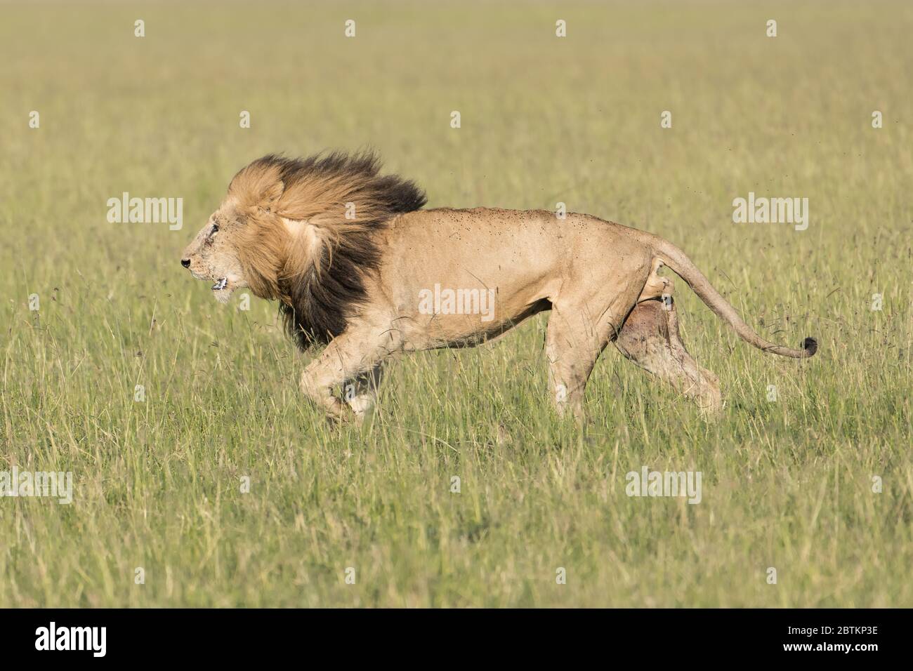 El león masculino defiende su territorio en los pastizales de Kenia. Foto de stock