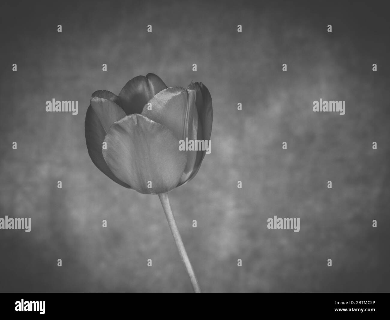 Flor de bulbo de tulipán único en el retrato de estudio de fotografía ajuste imagen en blanco y negro Foto de stock