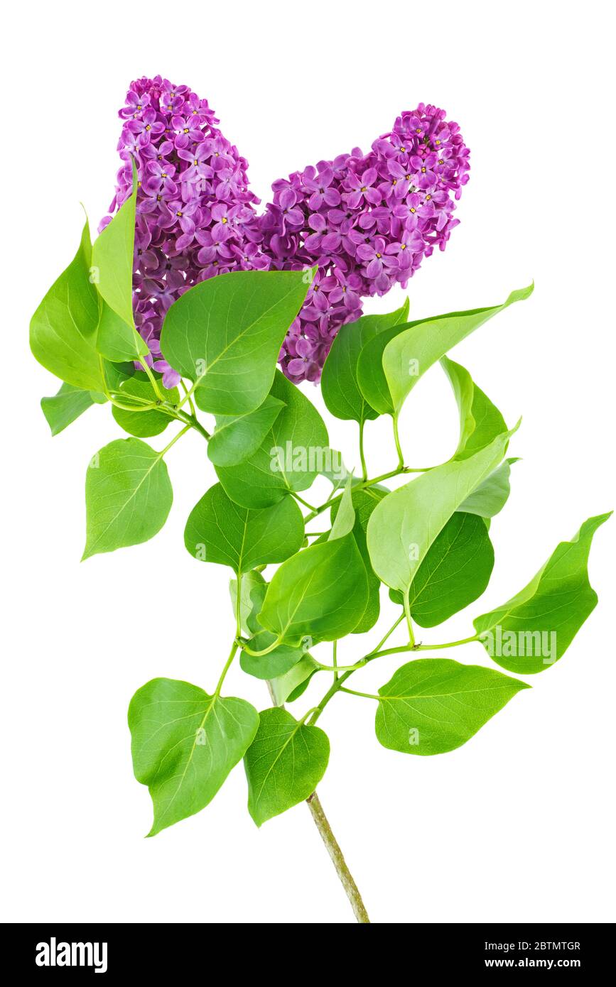 Flores lilas de color púrpura aisladas sobre fondo blanco Foto de stock