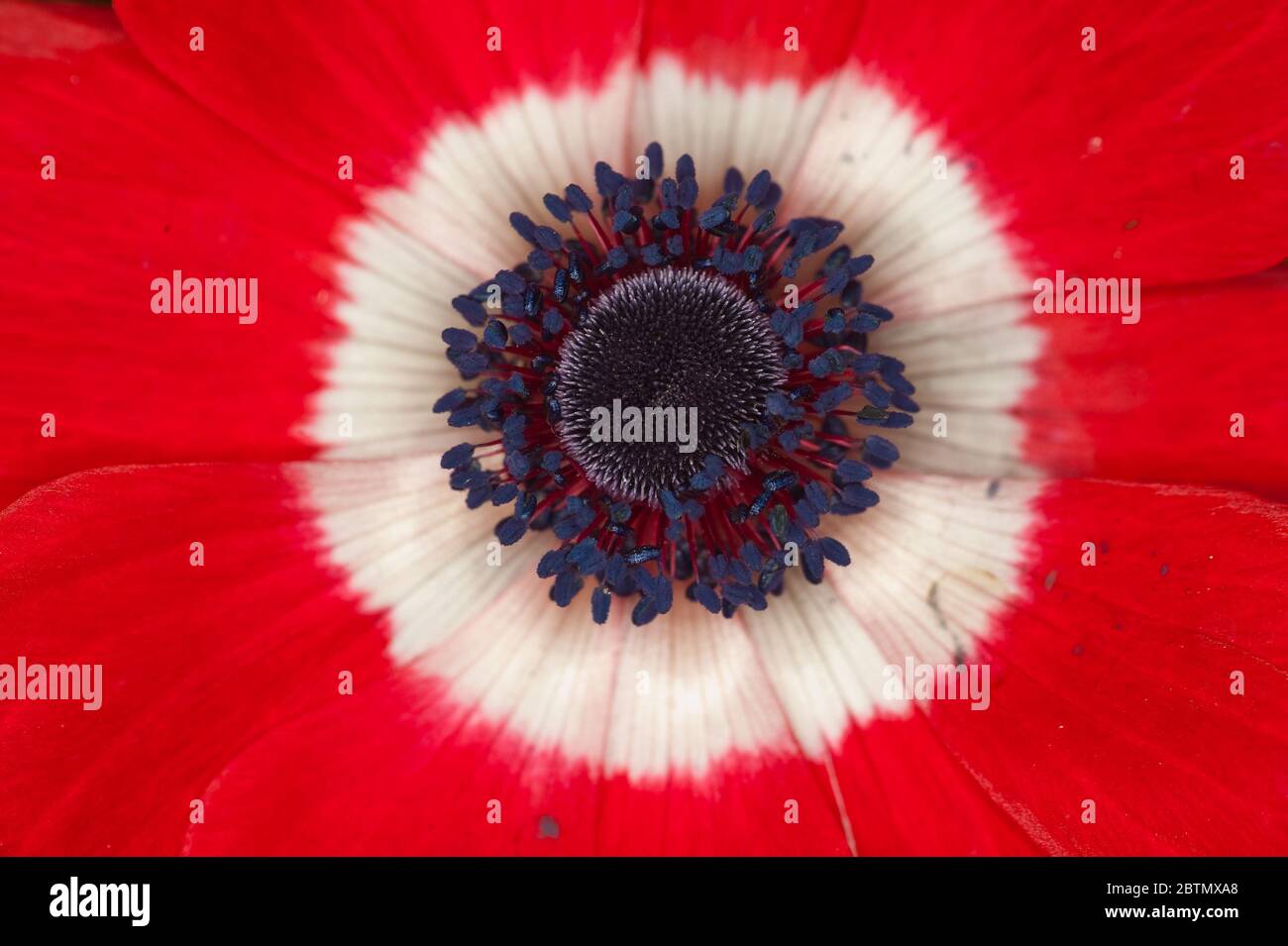 macro primer plano de detalle de flor que revela abstractamente el rojo, blanco y azul redondo de la fuerza aérea real Foto de stock