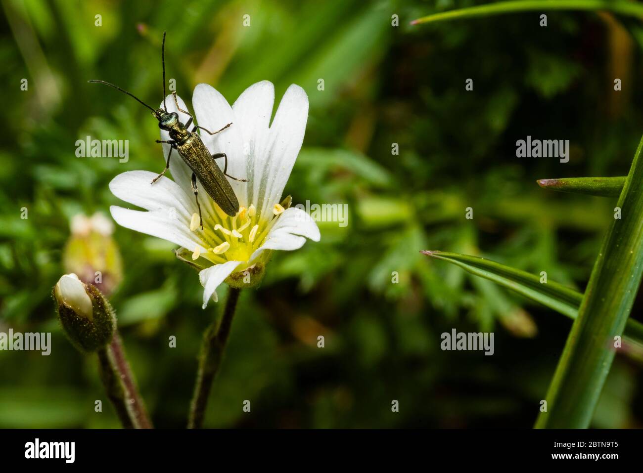 Un pequeño escarabajo de cuerno largo se sienta sobre una flor blanca, foto macro Foto de stock