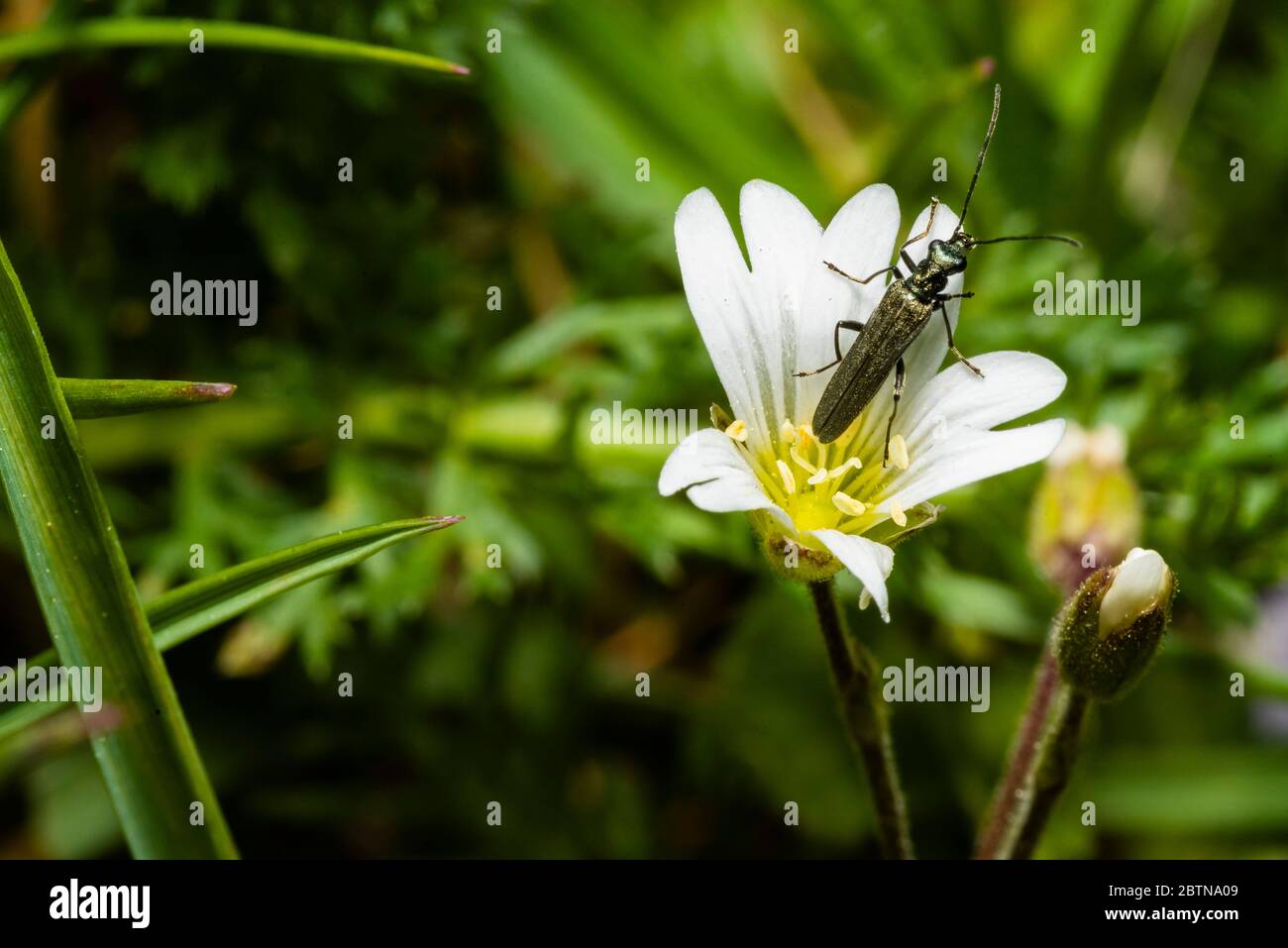 Un pequeño escarabajo de cuerno largo se sienta sobre una flor blanca, foto macro Foto de stock