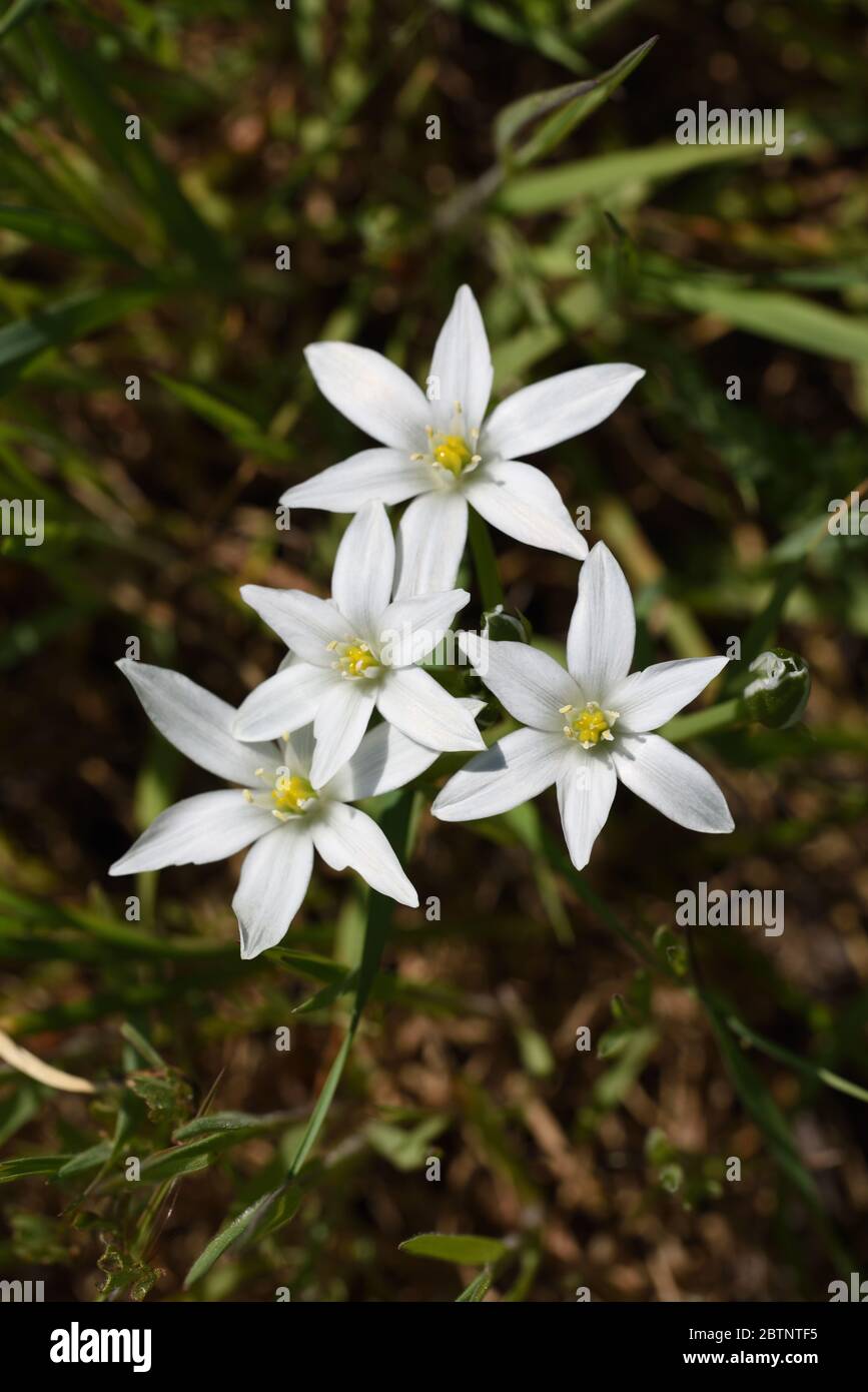 Jardín Estrella de Belén, Ornithogalum umbellatum, alias Grass Lily, NAP-a-mediodía o dama de las once Foto de stock