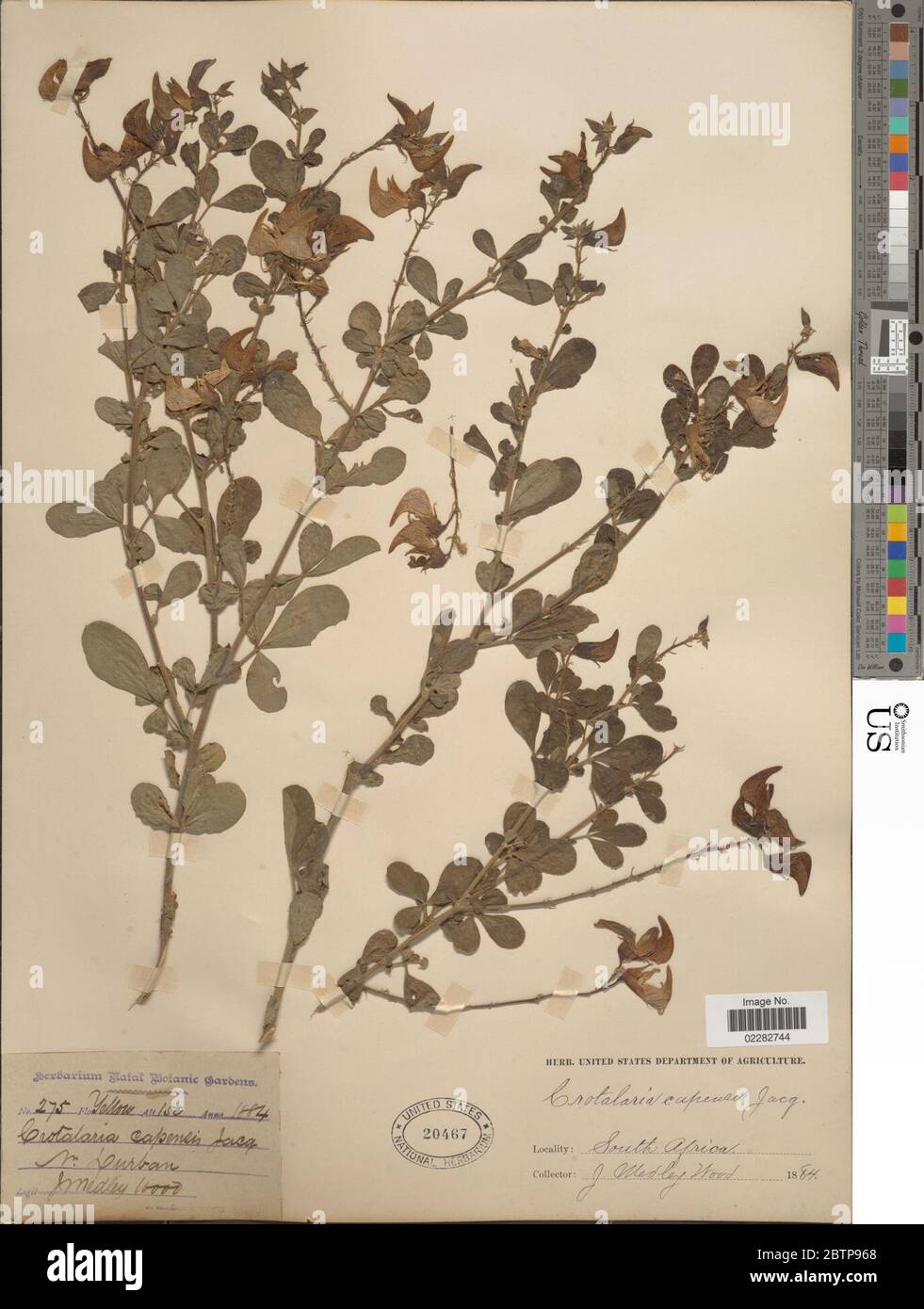 Crotalaria capensis. Foto de stock