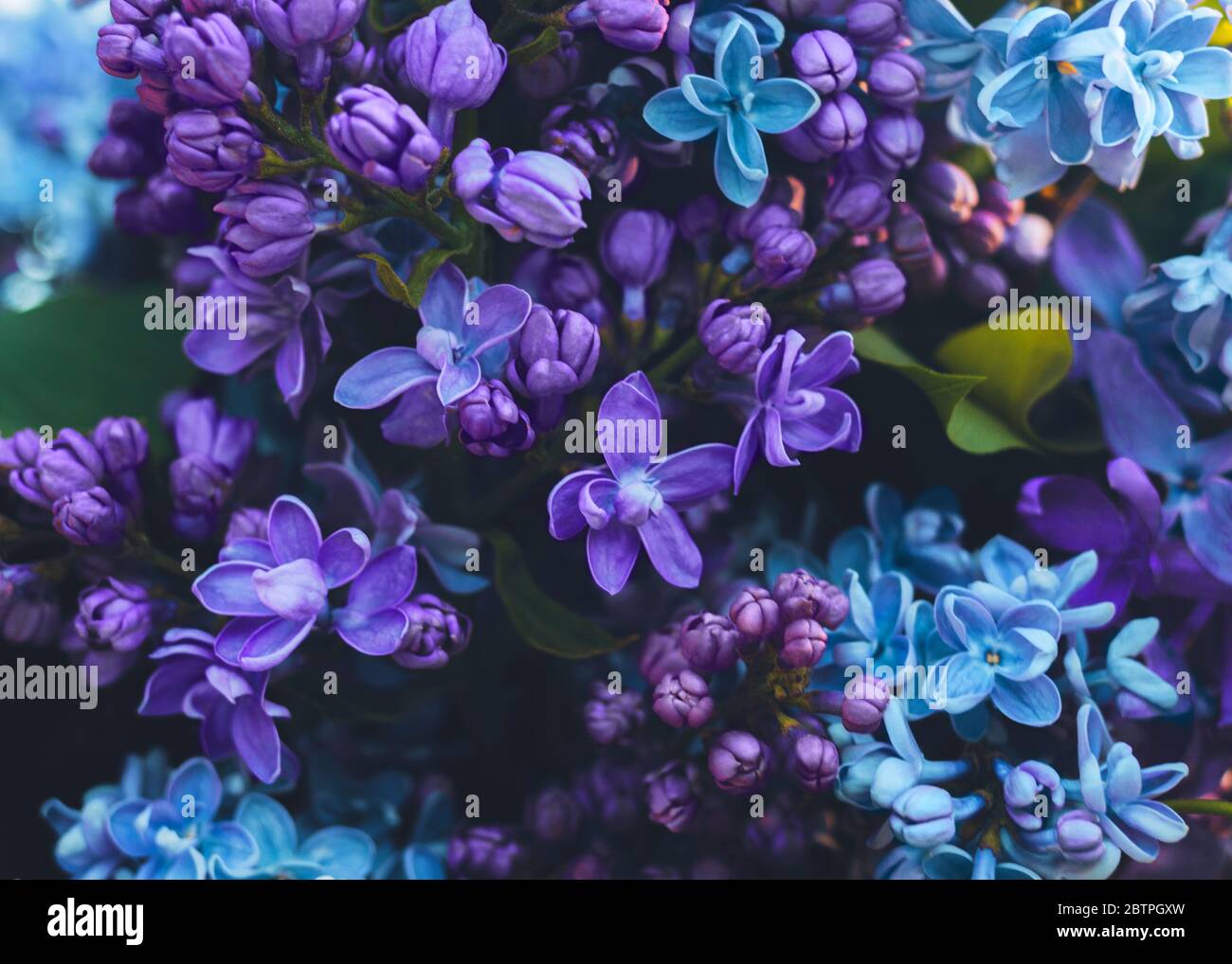 Flores mágicas Foto con espacio para copiar Cerrar flores lilas azules y  púrpura por la noche Fotografía de stock - Alamy