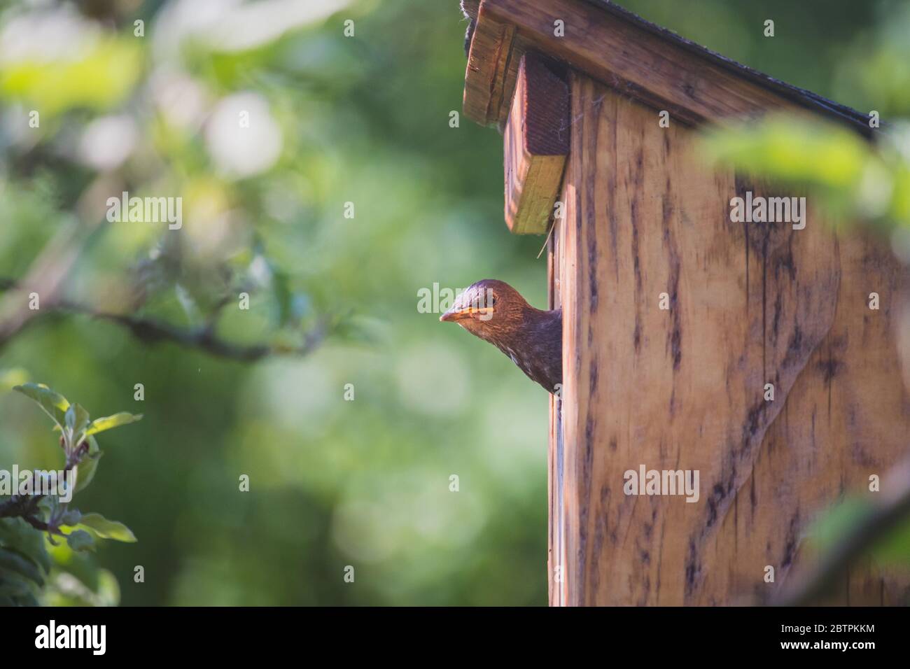 Pájaro pequeño con la cabeza saliendo de una casa de aves, inclinándose y mirando alrededor (Starling común) Foto de stock