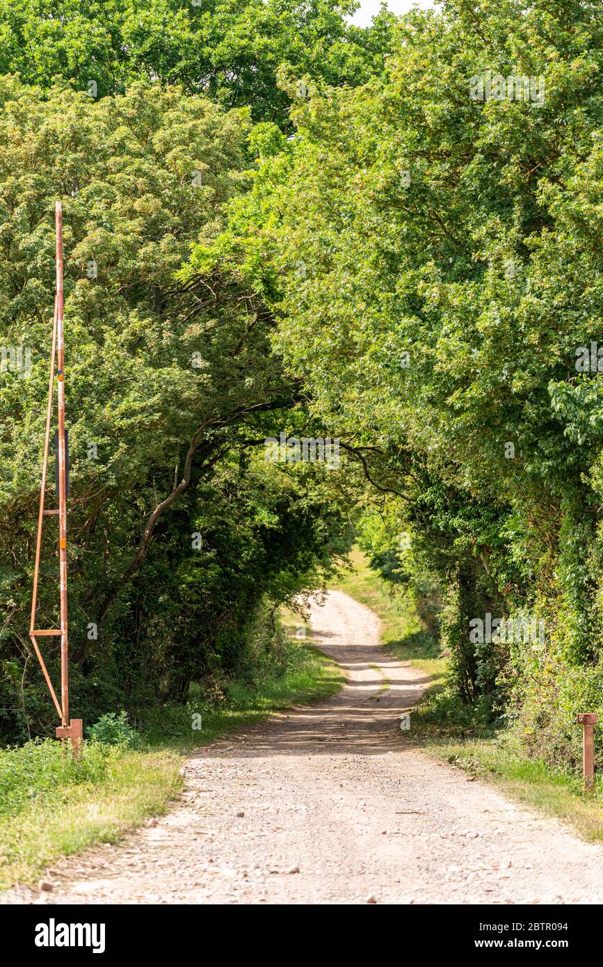 Carril de campo de túnel bordeado de árboles con una antigua barrera oxidada. Área rural cerca de Nayland, Suffolk, Reino Unido. Camino del campo que sale de la vista a través de los árboles Foto de stock