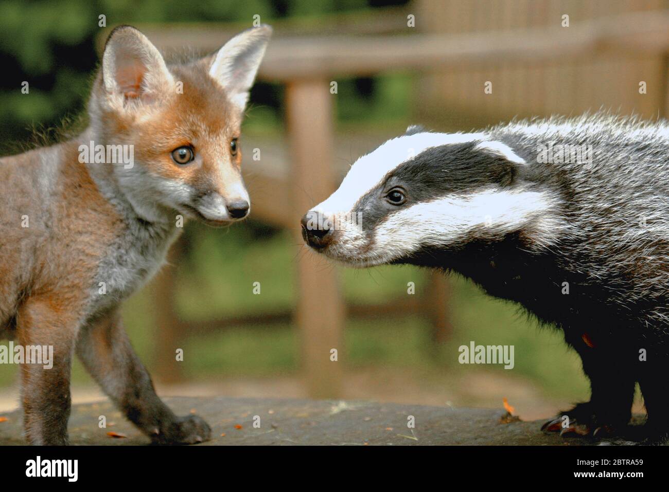 Badger cub y un cachorro de zorro en Surrey, Inglaterra. Los animales salvajes del bebé se convirtieron en grandes amigos que se recuperaban de la enfermedad Fotografía de stock - Alamy Badger cub y un cachorro de zorro en Surrey, Inglaterra. Los animales salvajes del bebé se convirtieron en grandes amigos que se recuperaban de la enfermedad Fotografía de stock - Alamy