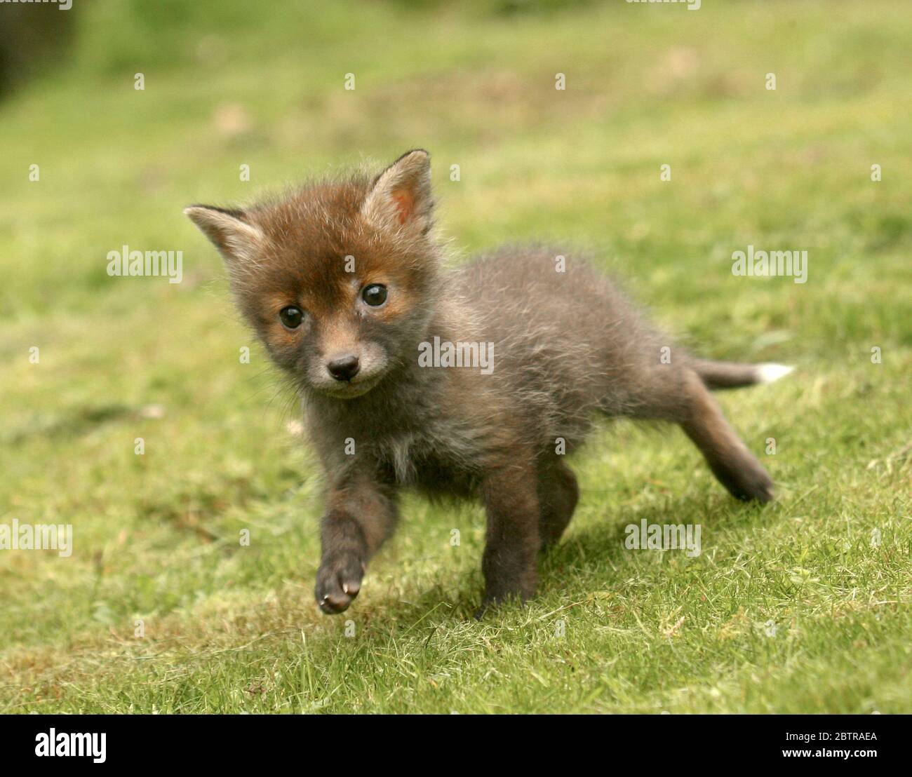 Un cachorro de zorro en Surrey, Inglaterra. El lindo animal salvaje se abandonó en el bosque. Foto de stock