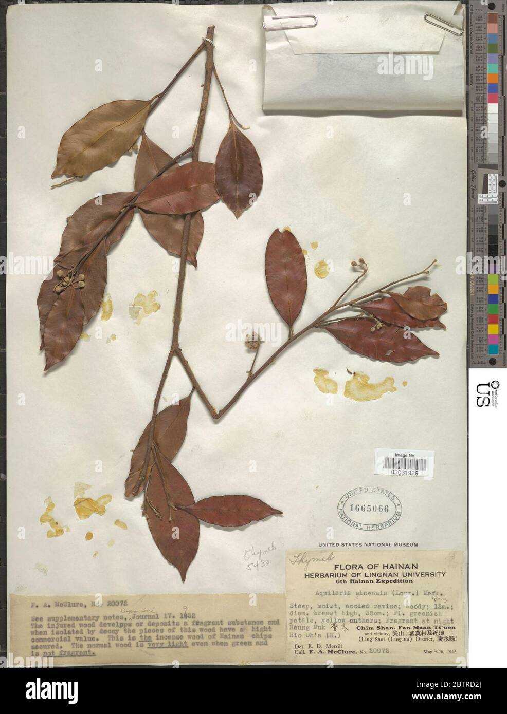 Aquilaria sinensis fotografías e imágenes de alta resolución Alamy