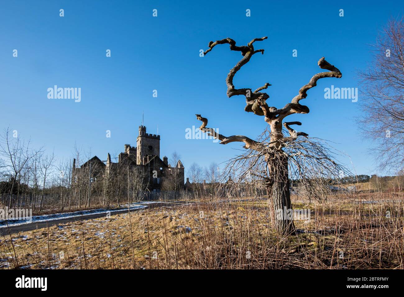 Árbol muerto enneglecido en el suelo del Hospital Hartwood cerca de Shotts, Escocia. Foto de stock