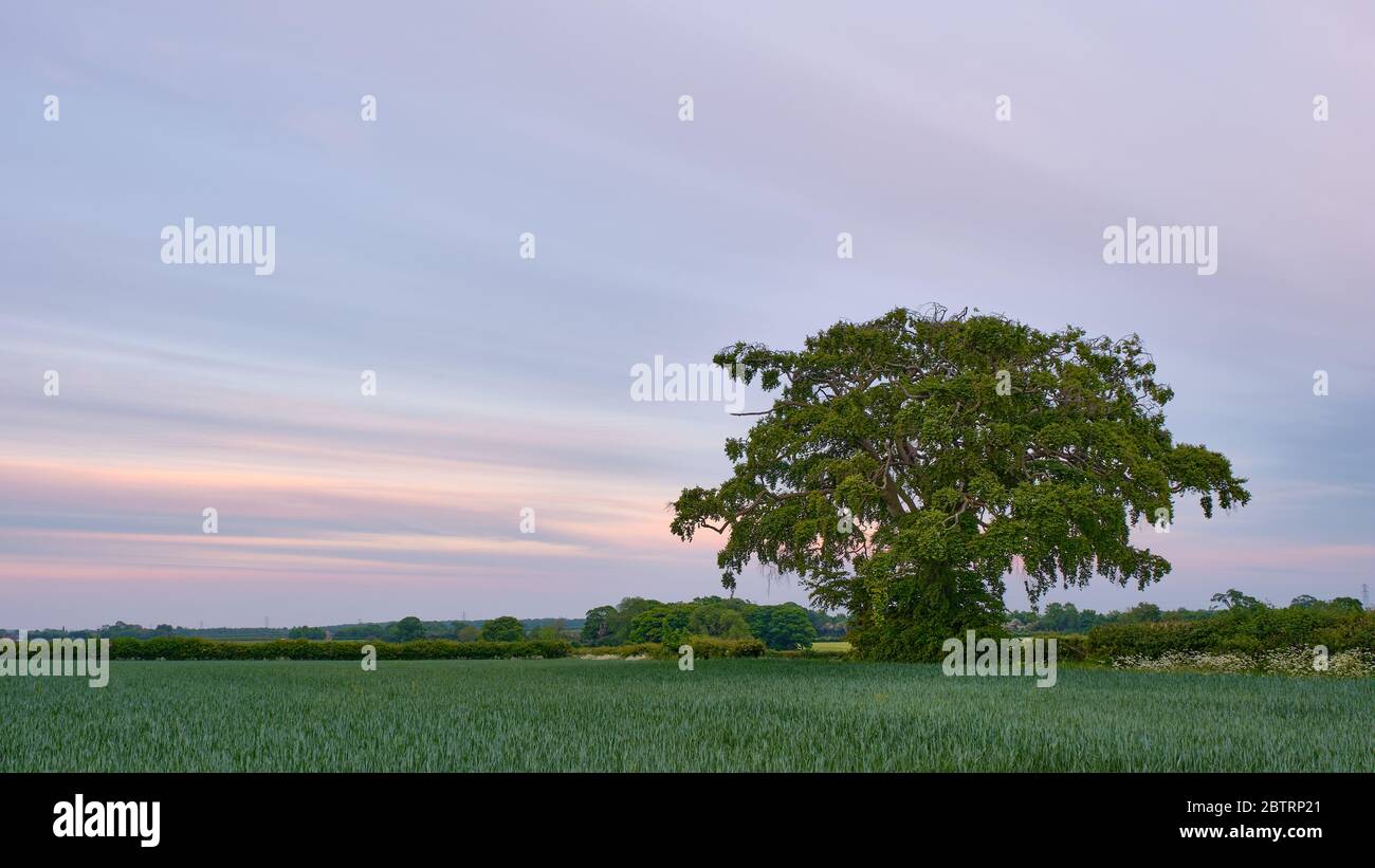 Común árbol de haya Fagus sylvatica con nubes de altostratus esparcidos suavemente iluminado por el sol de la noche en el paisaje rural de Lincolnshire Foto de stock