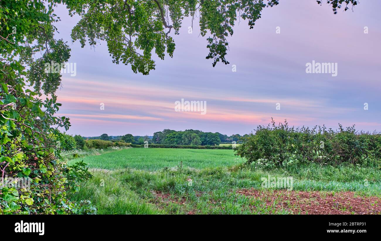 Pequeños coppias y campos enmarcados por las ramas bajas colgantes de un árbol de haya común Fagus sylvatic con hedgerows en el paisaje de Lincolnshire Foto de stock