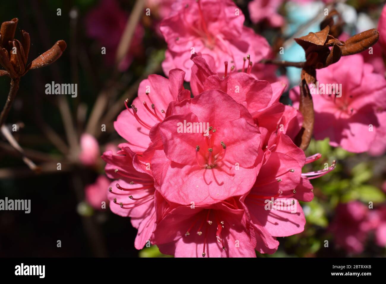 Flores de azalea rosa brillante con enfoque suave en una profundidad de campo estrecha Foto de stock