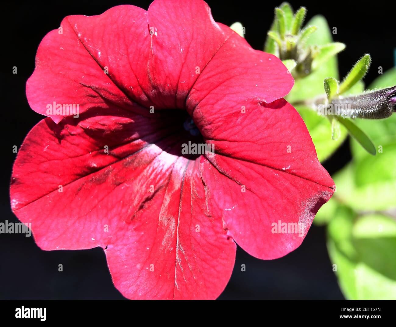 Macro de la flor de la Trompeta Roja Fotografía de stock - Alamy
