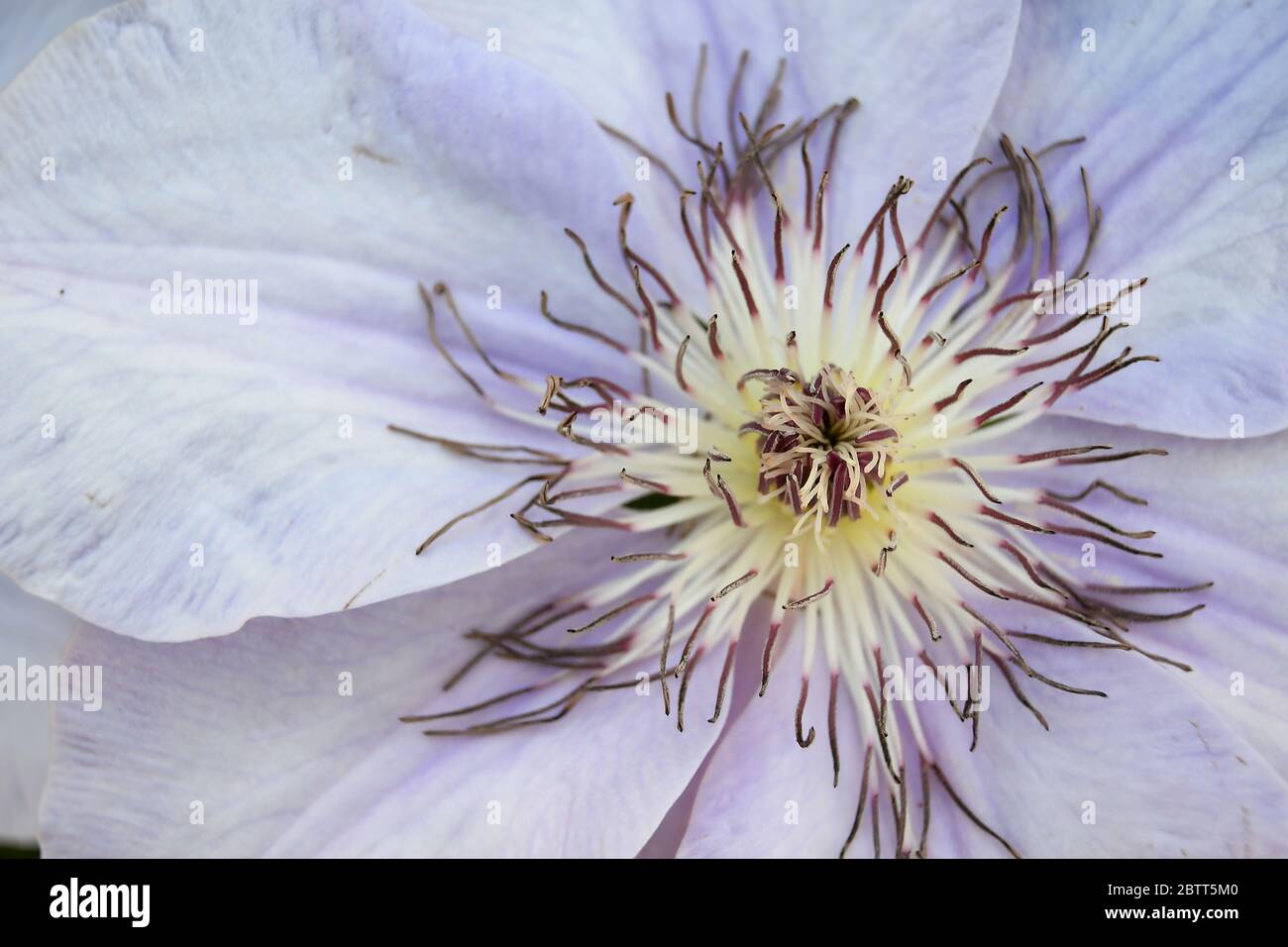 Macro de dentro de Clematis flor flor de flor Foto de stock