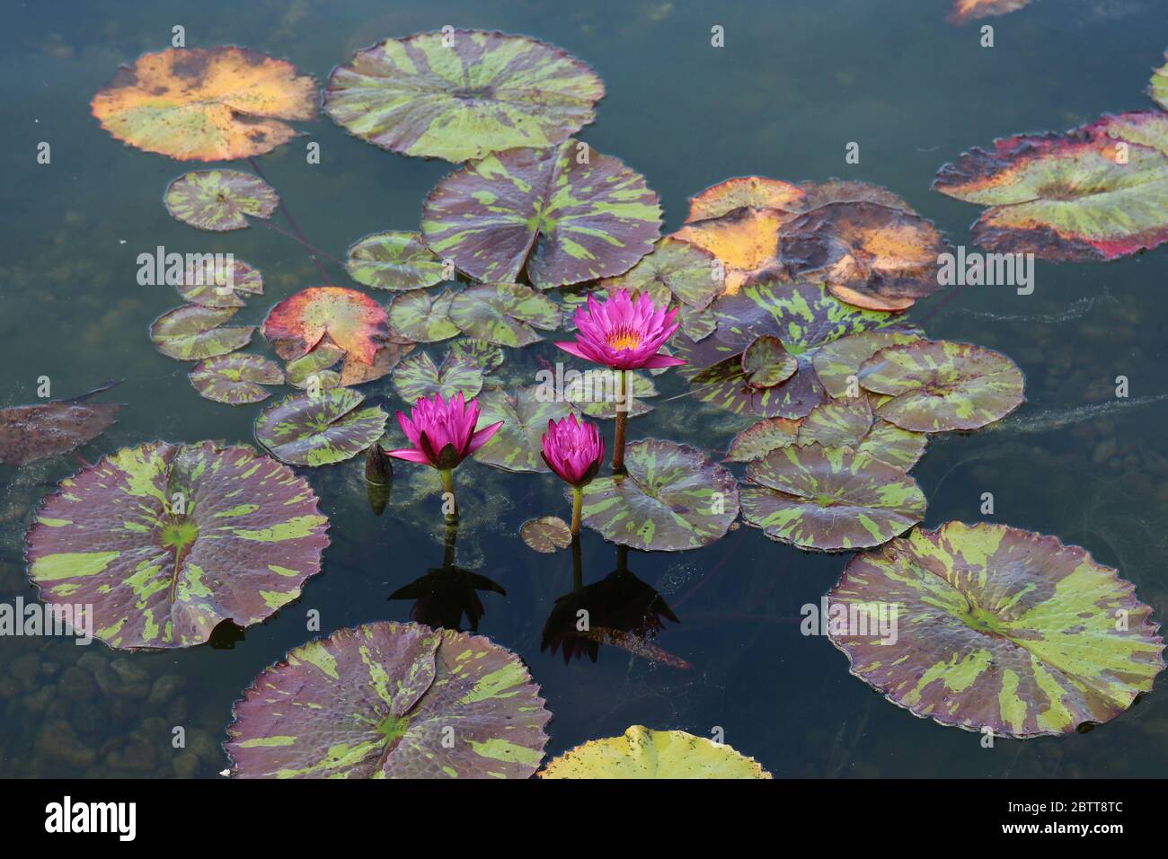 Tres flores de lirio de agua rosa florecen en un estanque lleno de lirios  en el verano Fotografía de stock - Alamy