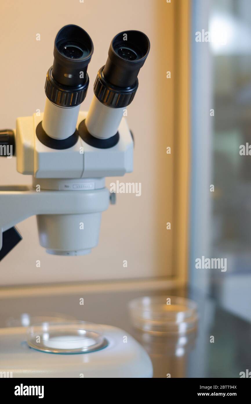 Microscopio estéreo dentro de un armario de flujo laminar utilizado para el cultivo de tejidos en placas de Petri con fines de investigación en laboratorio Foto de stock