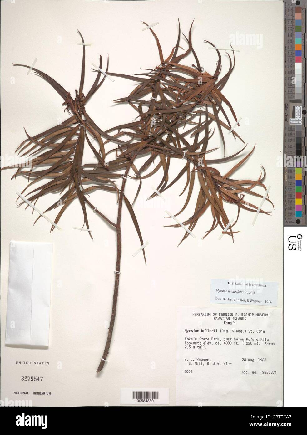 Myrsine linearifolia Hosaka. Foto de stock