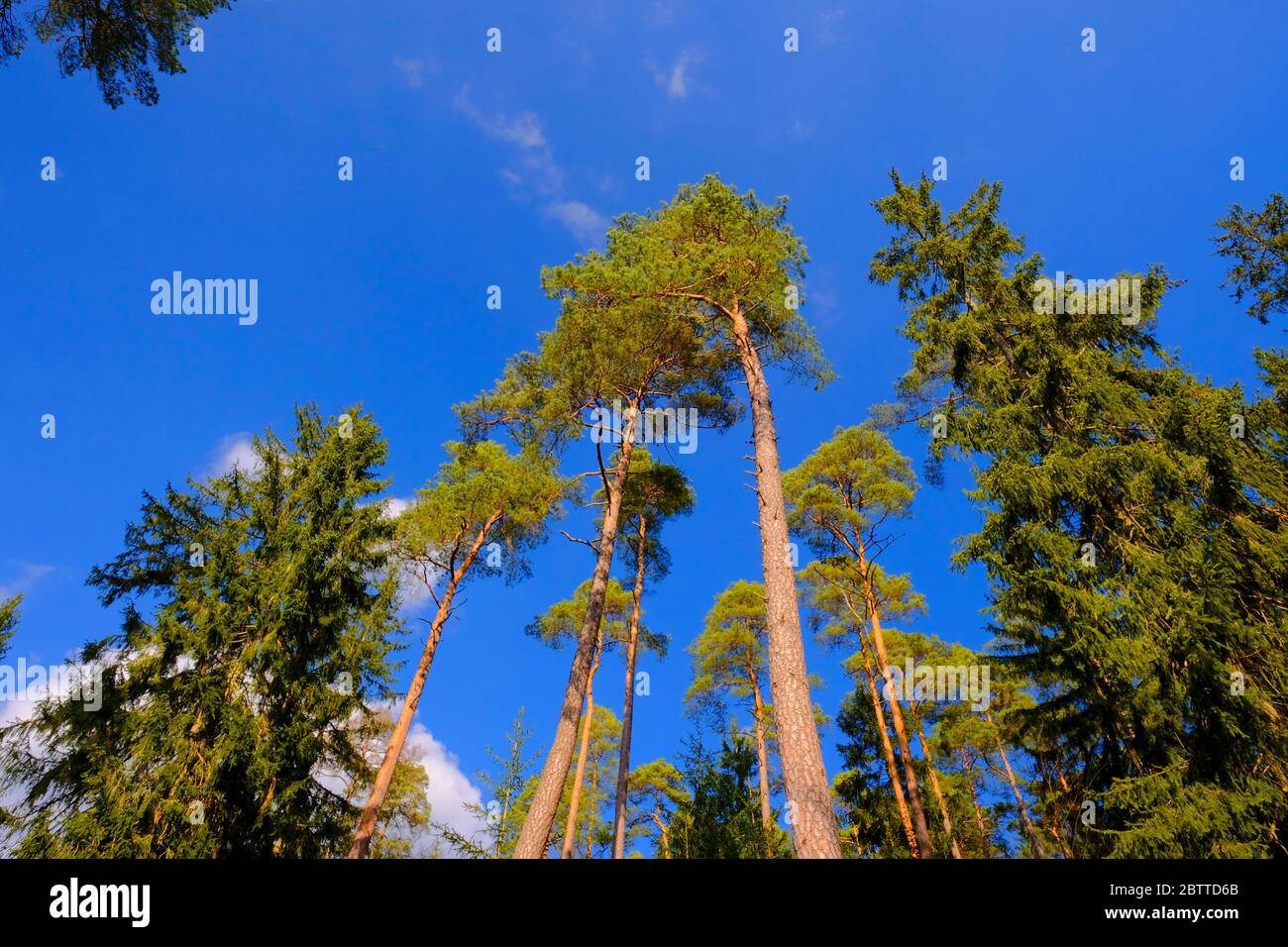 Nadelbaeume im Wald, Foto de stock