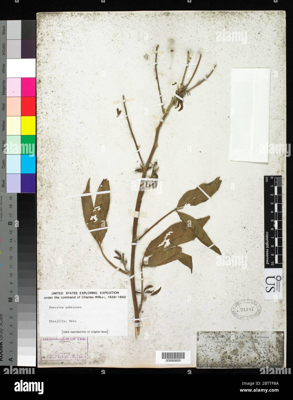 Psoralea pubescens pers. Foto de stock