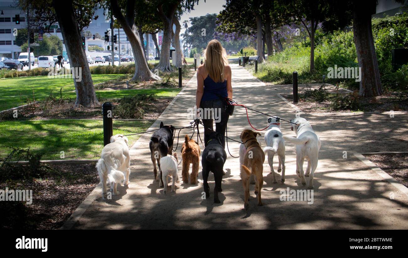 Dog Walker - Beverly Hills Foto de stock
