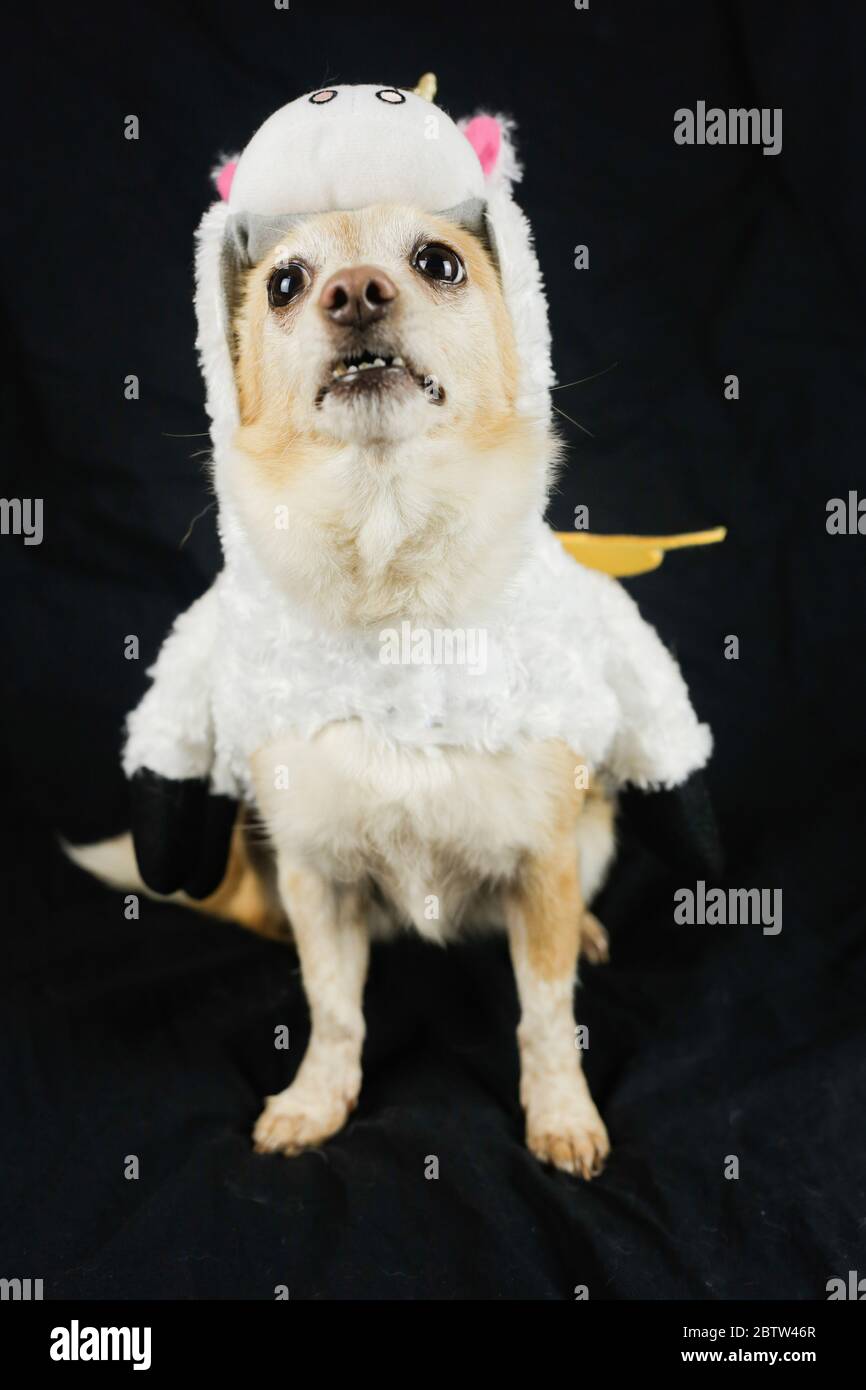 Perro disfrazado de unicornio fotografías e imágenes de alta resolución -  Alamy