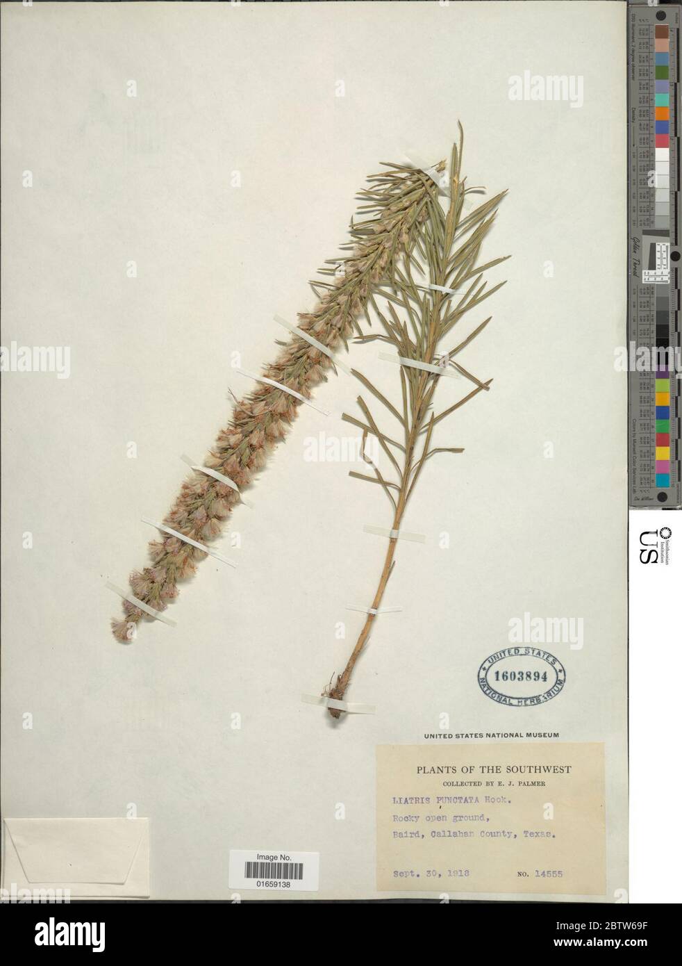 Liatris punctata gancho. Foto de stock