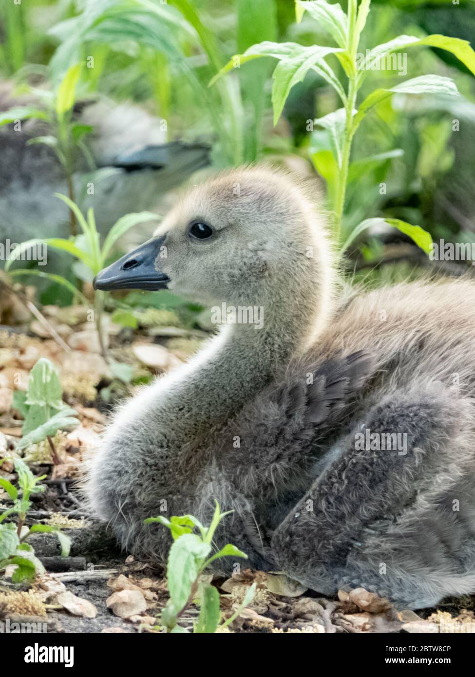 Ganso canadiense gigante fotograf as e im genes de alta resoluci n