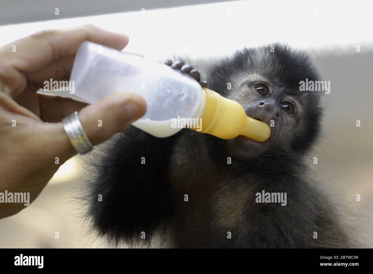 El mono del bebé toma leche. Un mono capuchino robusto (especie Sapajus), vulnerable rescatado, recibe atención. Animales salvajes domesticados. Foto de stock