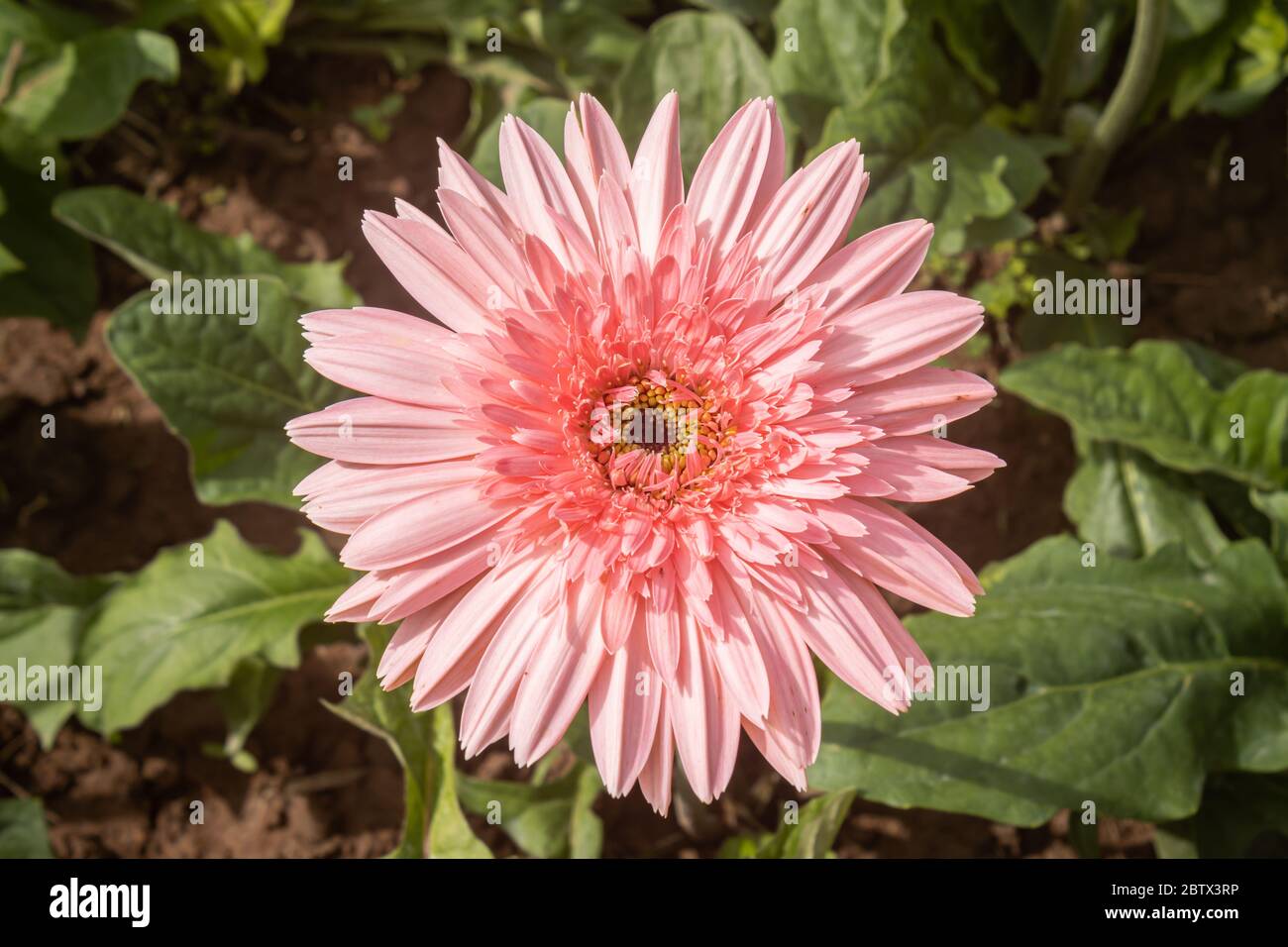 Gerbera Daisy o Gerbera Flor en Jardín con Luz Natural sobre hojas Verdes  Fondo Fotografía de stock - Alamy