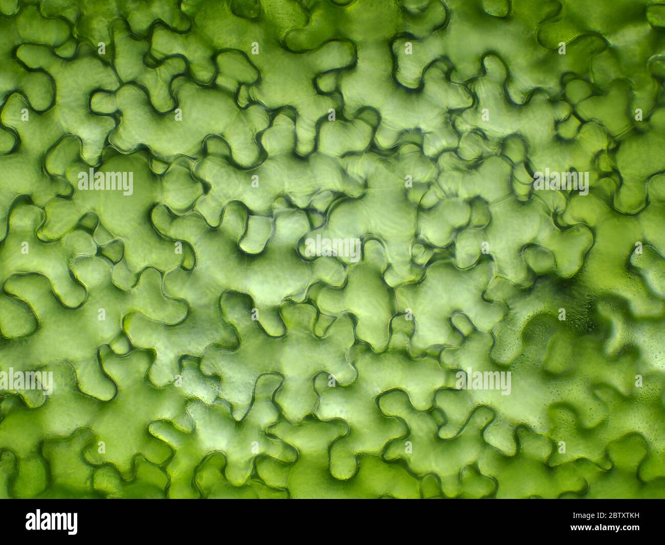 Células de hoja bajo el microscopio (hoja de Lapsana communis, nipplewort) Foto de stock