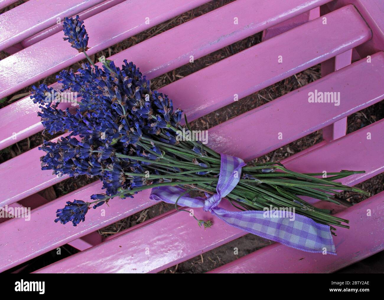 Ramo de lavanda púrpura en un banco rosa Foto de stock