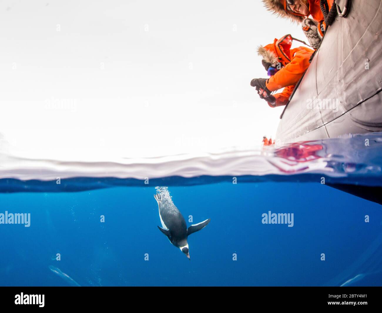 Pingüinos Gentoo (pygoscelis papua), bajo el agua en aguas claras en Lindblad Cove, Península Trinity, Antártida, Regiones polares Foto de stock
