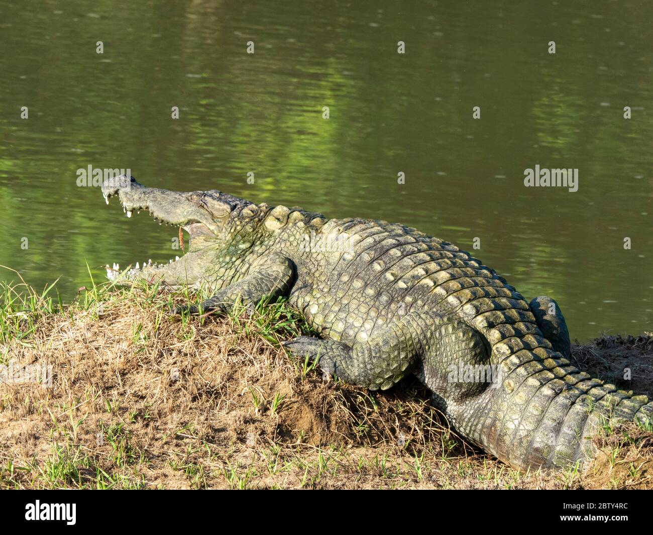 Un cocodrilo de cocodrilo adulto (Crocodylus palustris), tomando el sol,  Parque Nacional Yala, Sri Lanka, Asia Fotografía de stock - Alamy