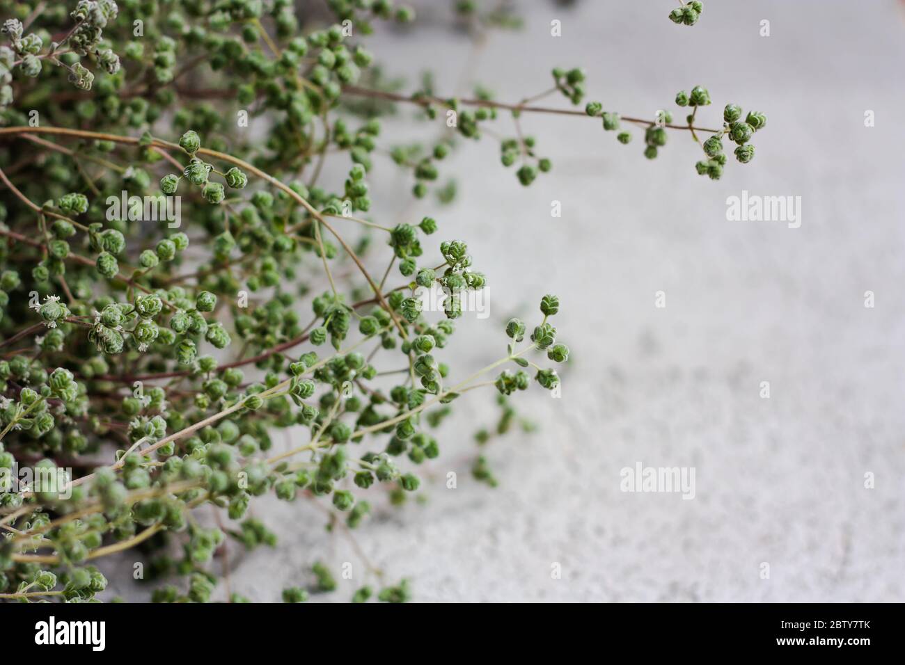 Marjoram salvaje, origanum vulgare o marjoram dulce para la cocina o la terapia del aroma. Enfoque selectivo, espacio para texto. Foto de stock