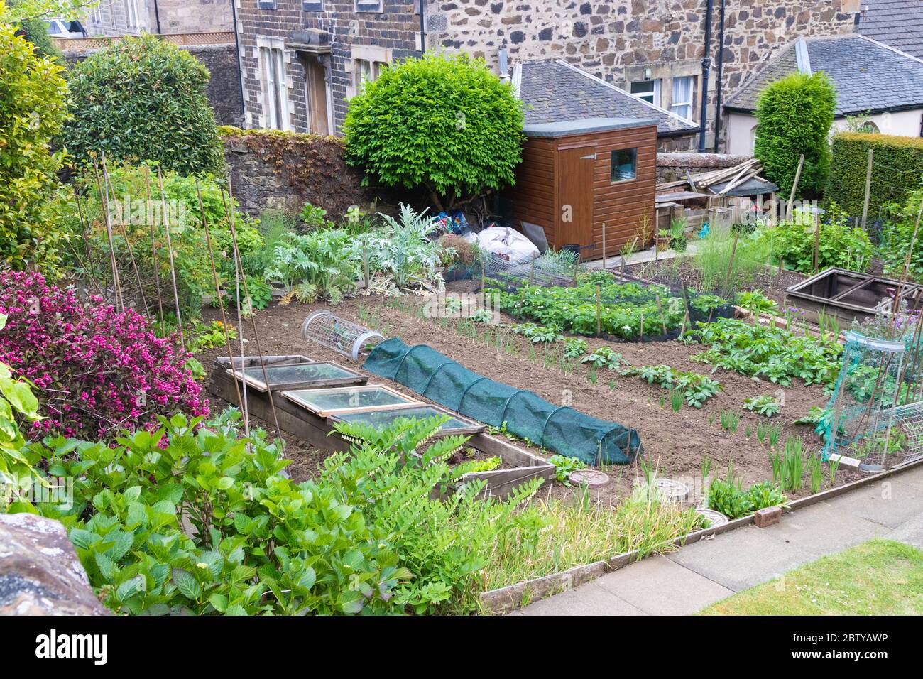 Verduras de cosecha propia en el parche de verduras de jardín trasero, Fife, Escocia Foto de stock