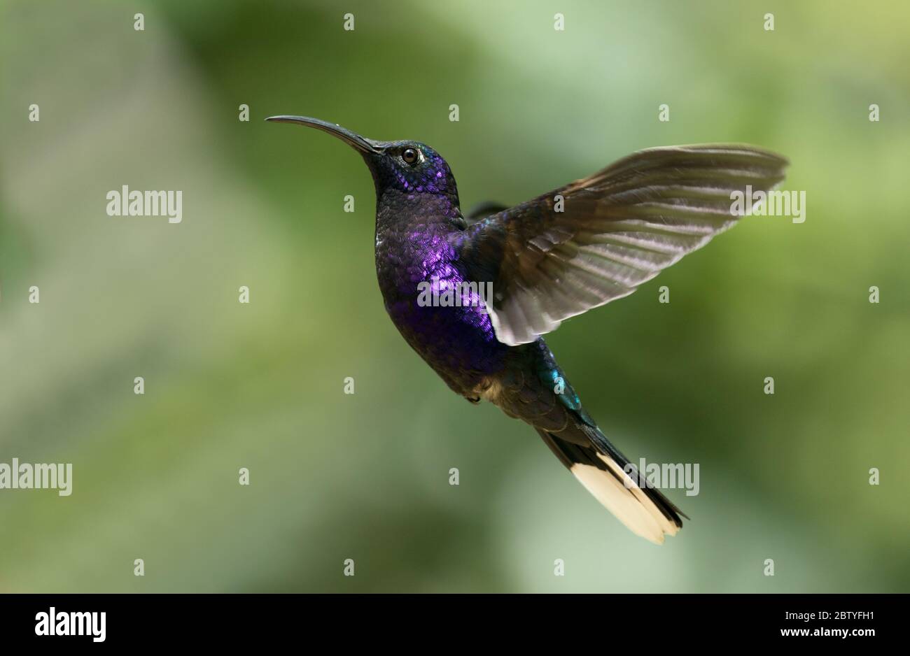 Cierre del colibrí Violet Sabrewing (Campylopterus hemileucurus) en vuelo en las montañas de Talamanca, Panamá Foto de stock