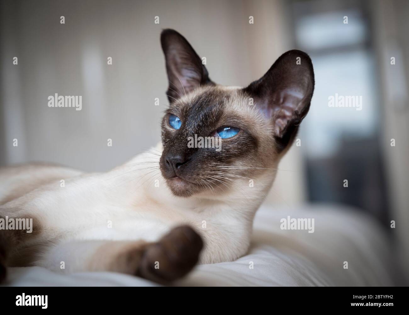 Retrato de un gato siamés con llamativos ojos azules Fotografía de
