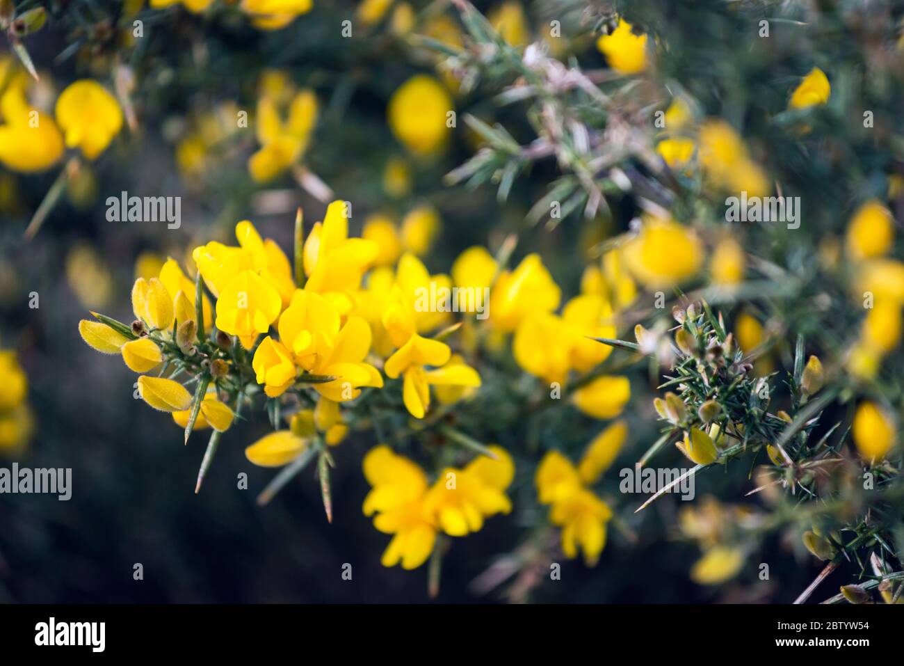 Gorras comunes, flores Ulex europaeus. Highlands, Escocia Foto de stock