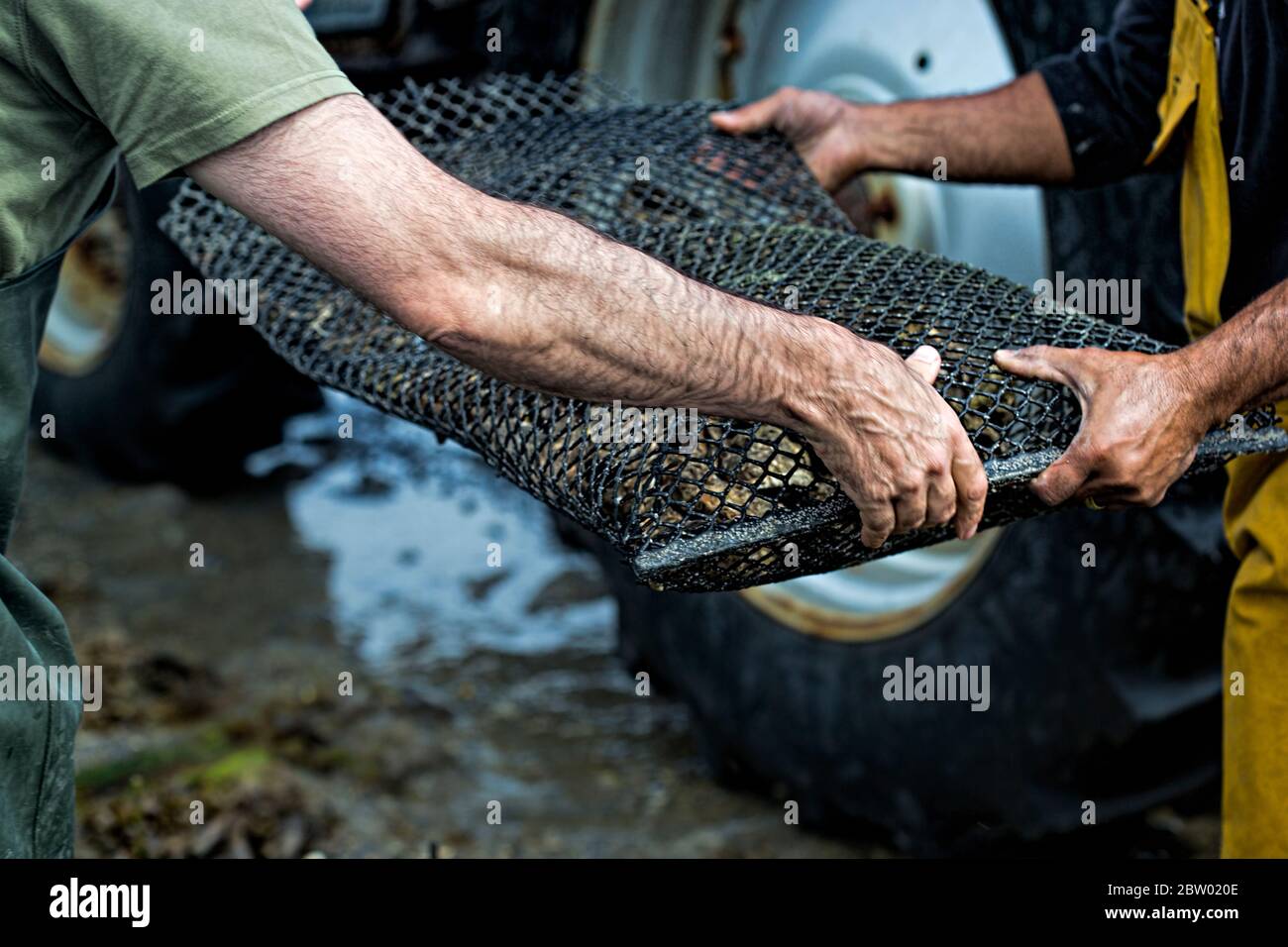 Manos masculinas - hombres pasando bolsa con ostras, granja de ostras Foto de stock