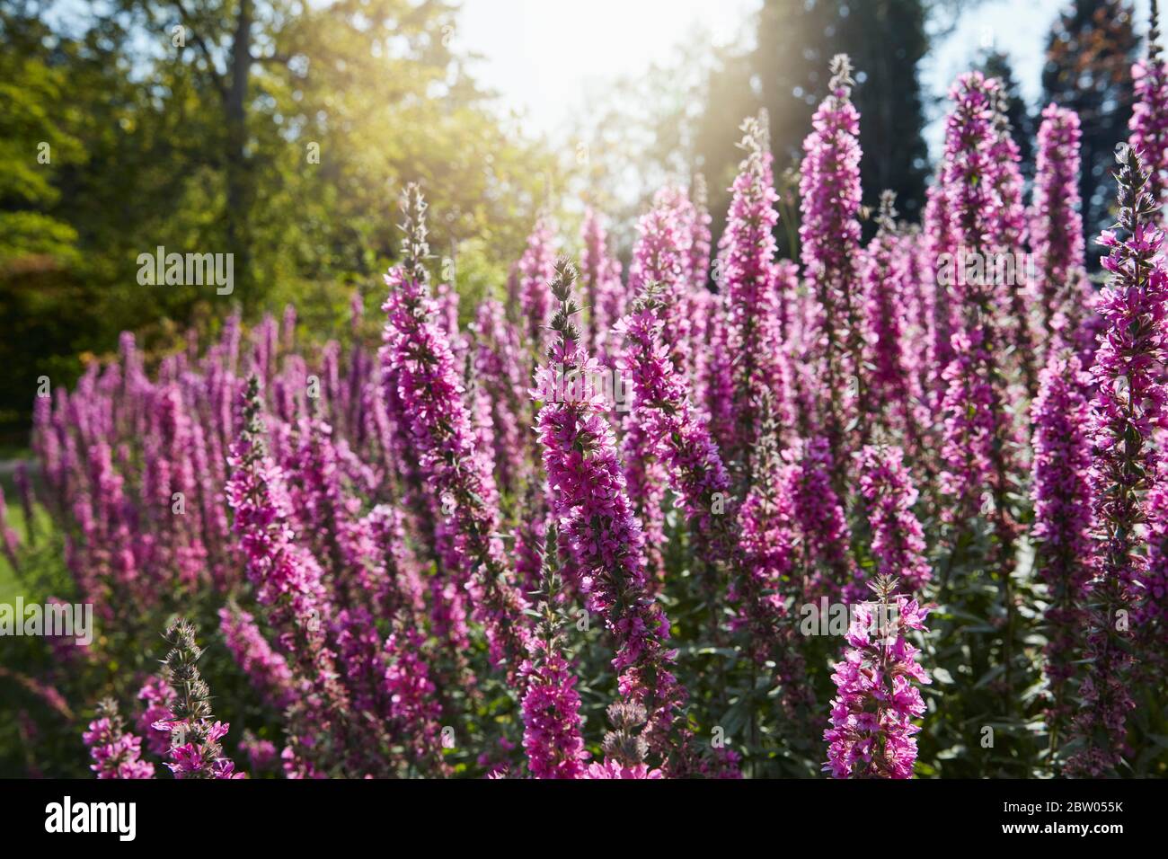 Planta ornamental de parques y jardines Fotos e Imágenes de stock - Alamy