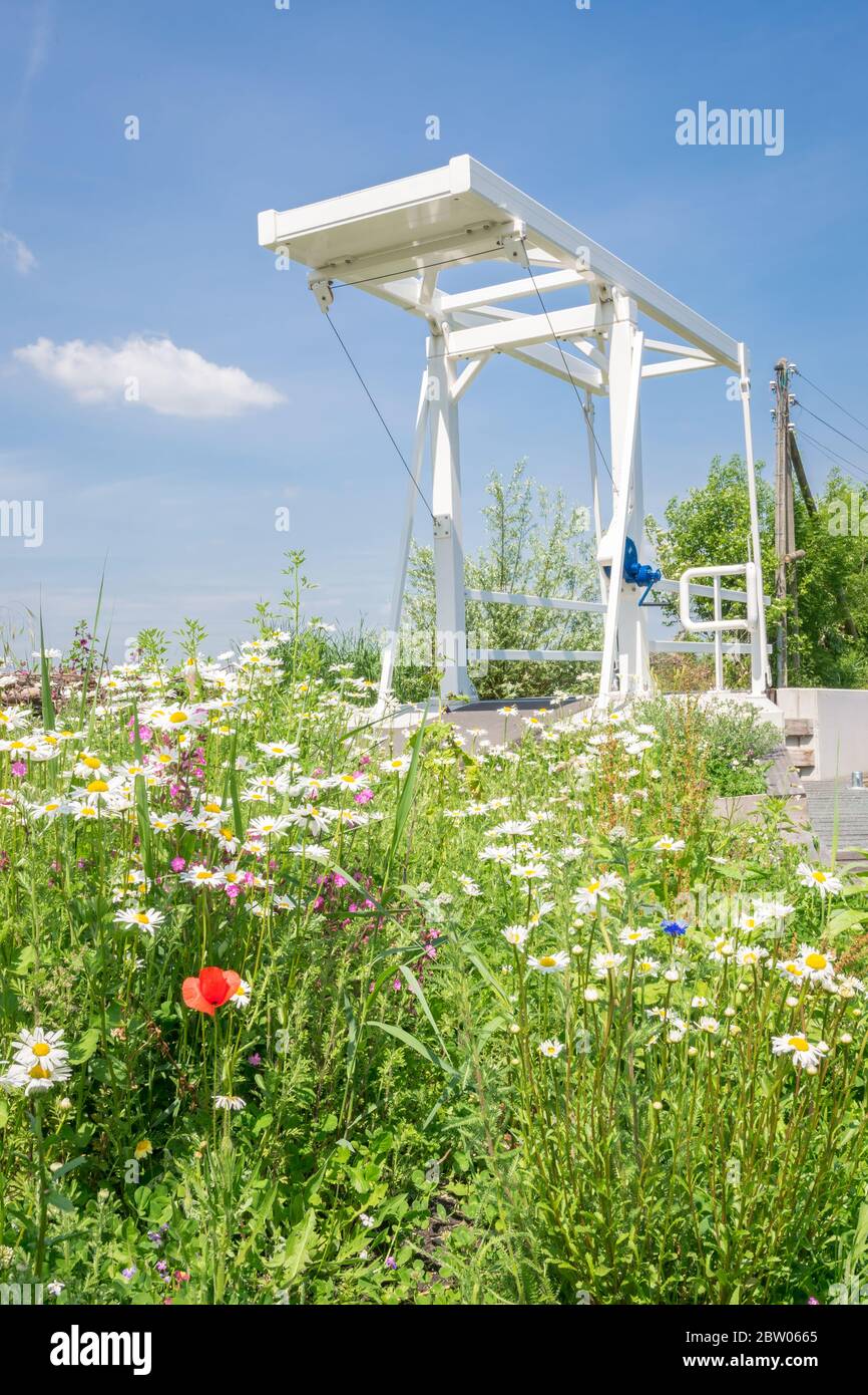 Puente levadizo holandés tradicional en la zona del lago 'Reeuwijkse Plassen', cerca de Gouda, países Bajos. Las flores de margaritas crecen en primer plano. Foto de stock