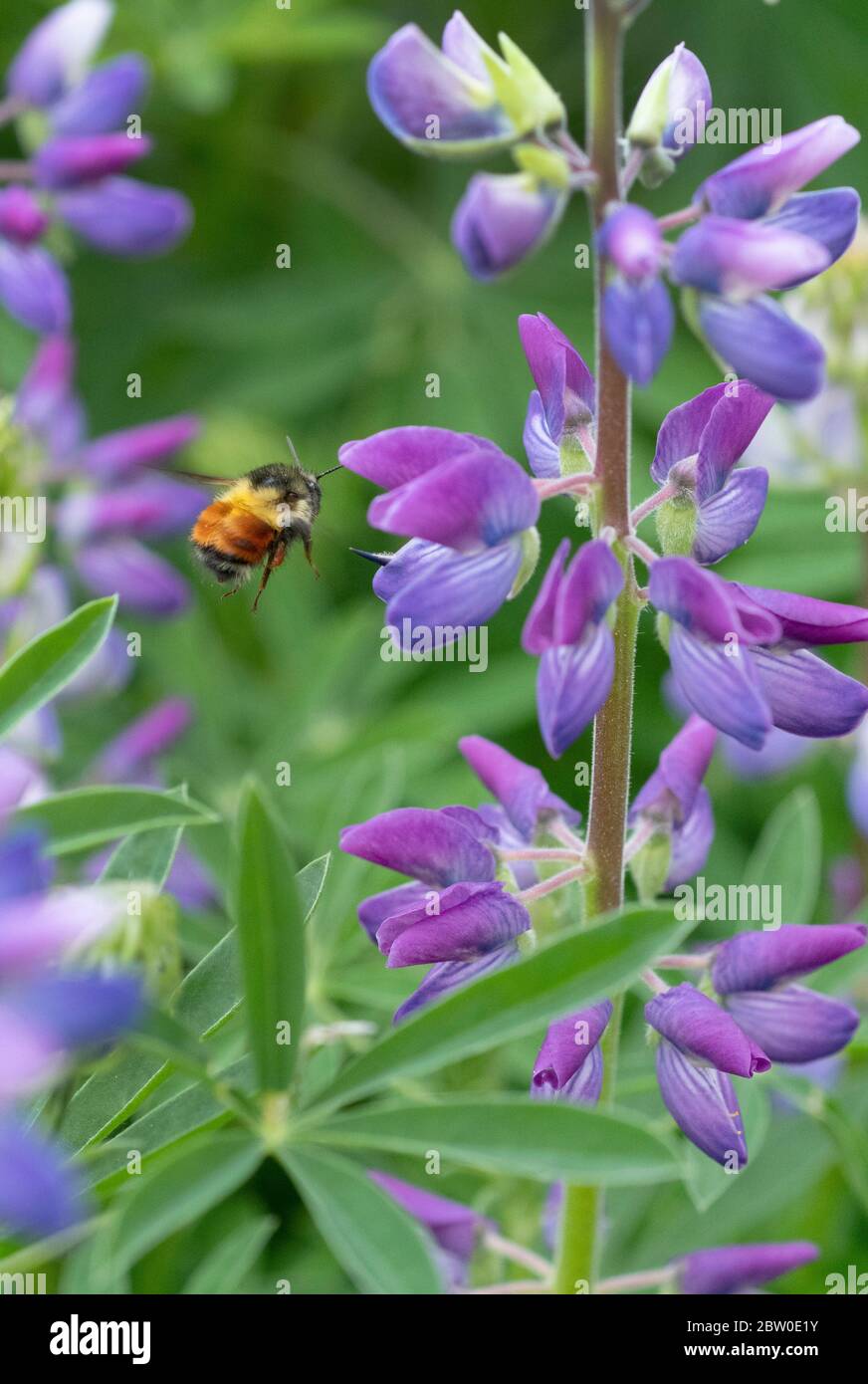 Abeja de cola negra (Bombus melanopygus) forrajeo en el río Lupin (Lupinus rivularis) Oregon Foto de stock