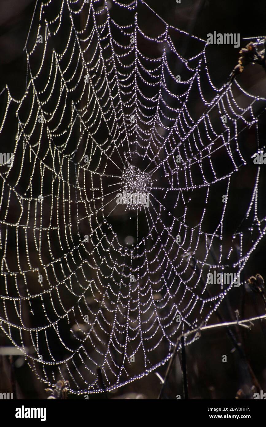 Spiderweb a lo largo de la ruta Kwaay Paay, Mission Trails Regional Park, California Foto de stock